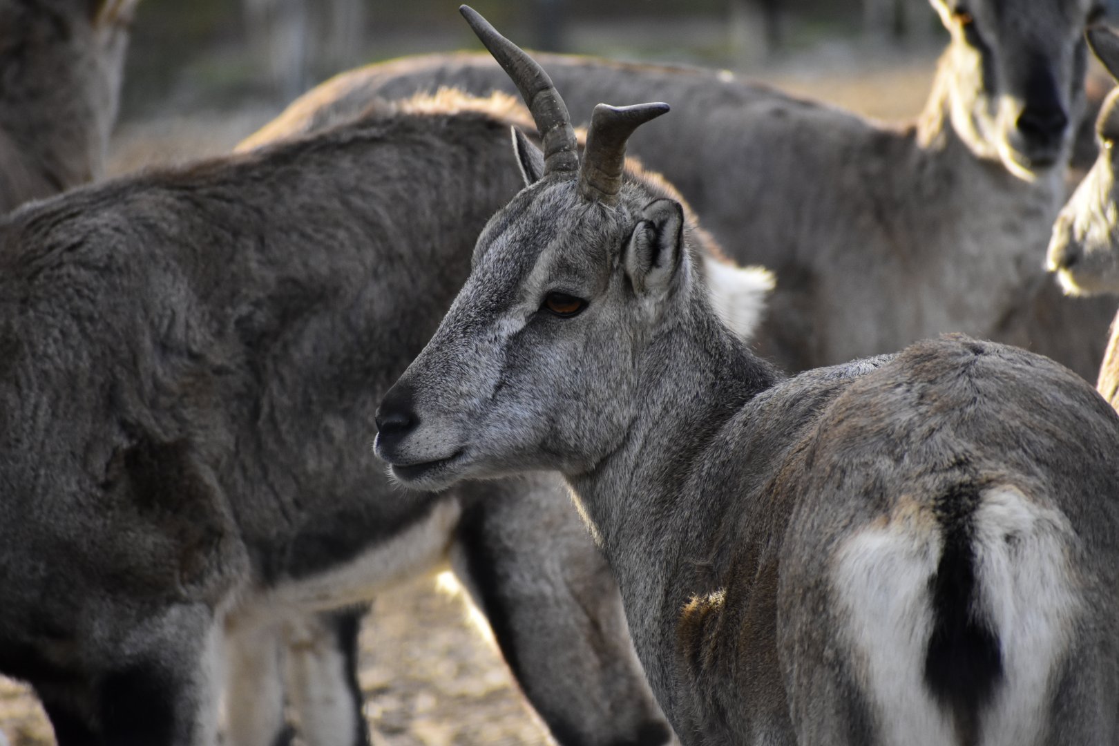 Female Northern Blue Sheep (Pseudois nayaur szechuanensis) in Zoo Tallinn