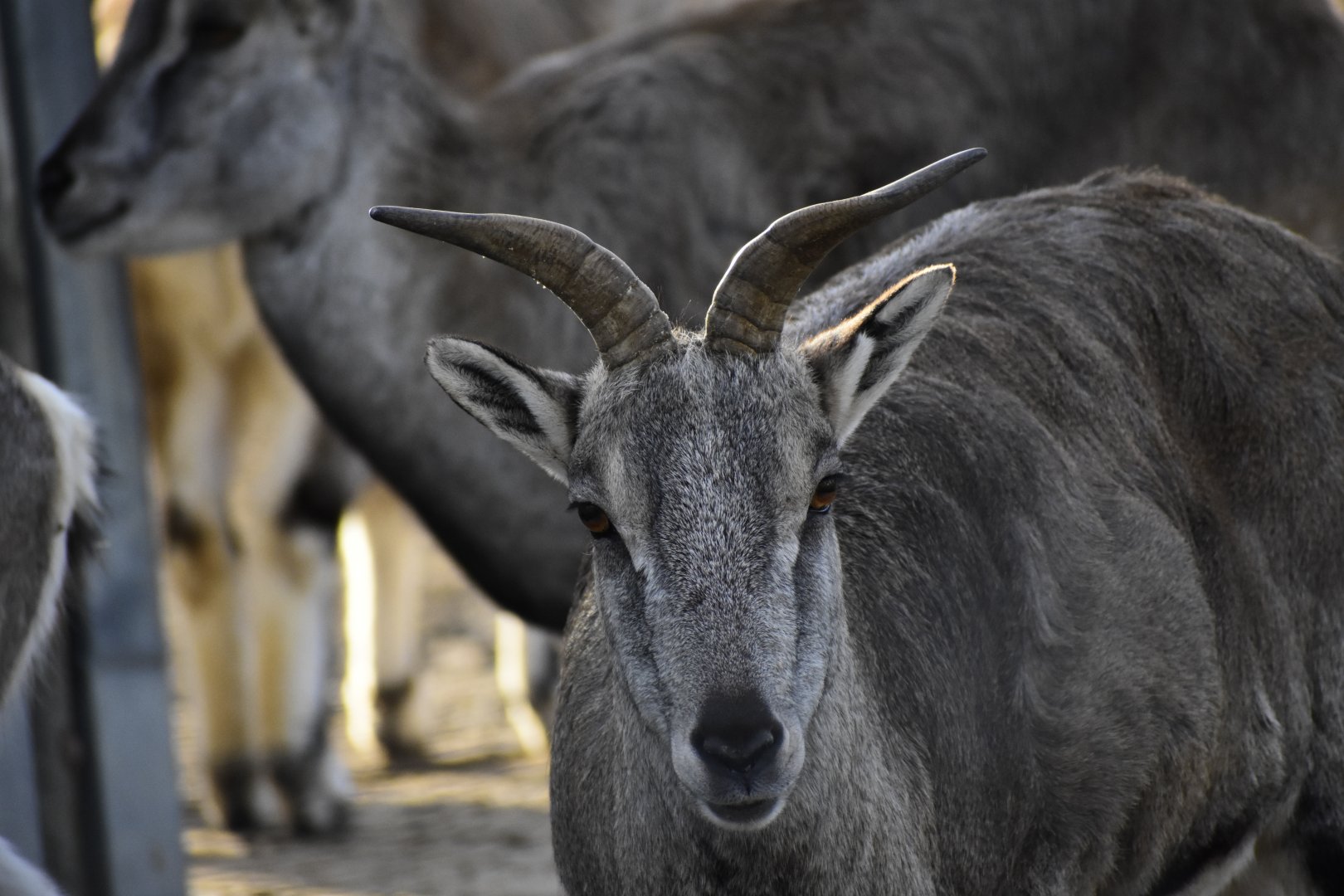 Female Northern Blue Sheep (Pseudois nayaur szechuanensis) in Zoo Tallinn