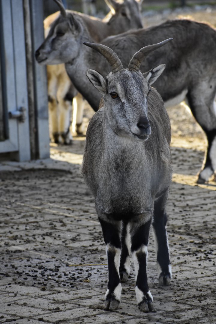 Female Northern Blue Sheep (Pseudois nayaur szechuanensis) in Zoo Tallinn