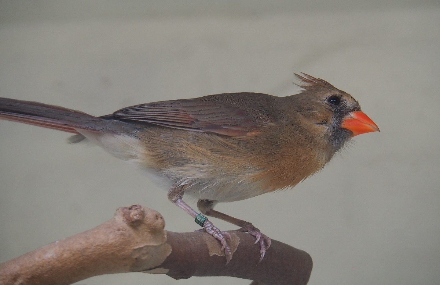 Female Northern cardinal (Cardinalis cardinalis), 2021-06-12