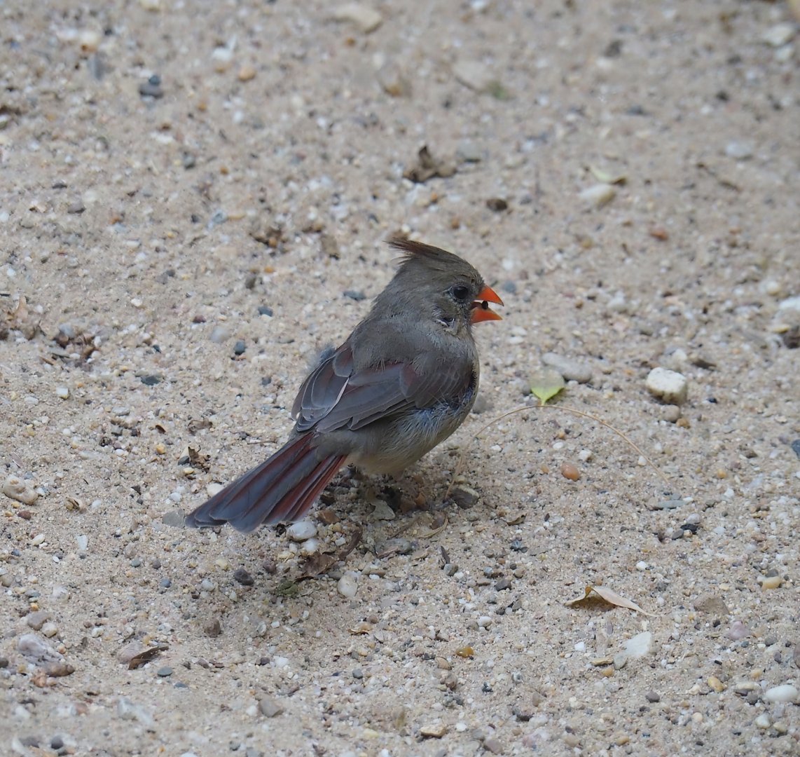 Female Northern cardinal (Cardinalis cardinalis), 2023-10-07