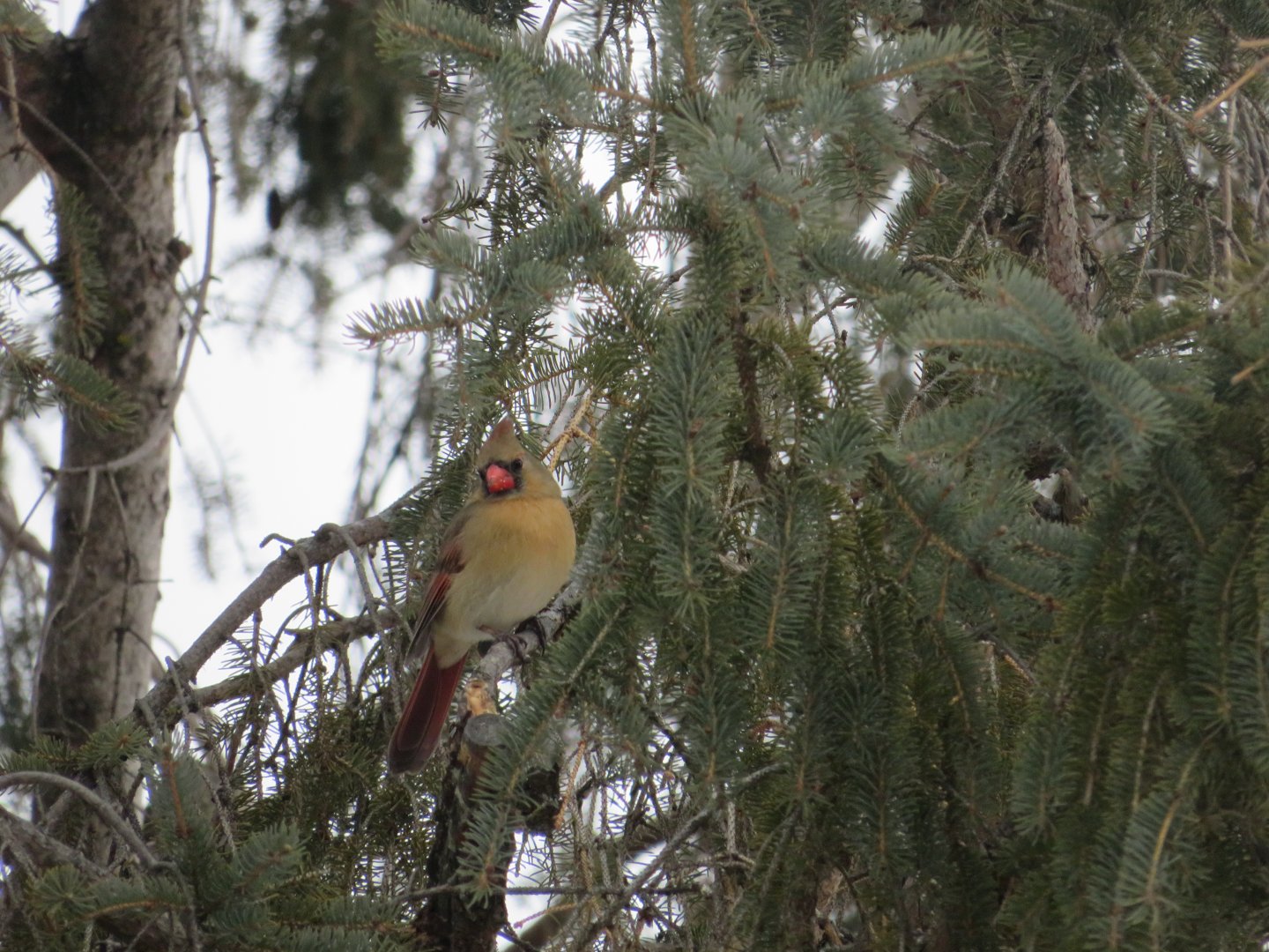 Female Northern Cardinal