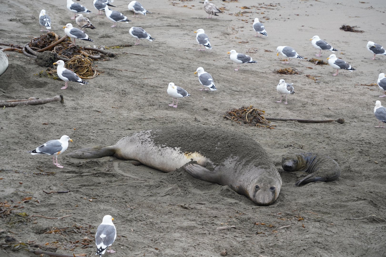 Female Northern elephant seal with her newborn pup
