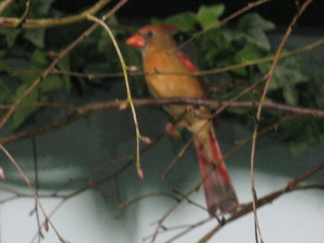 Female Northern or Virginian Cardinal.