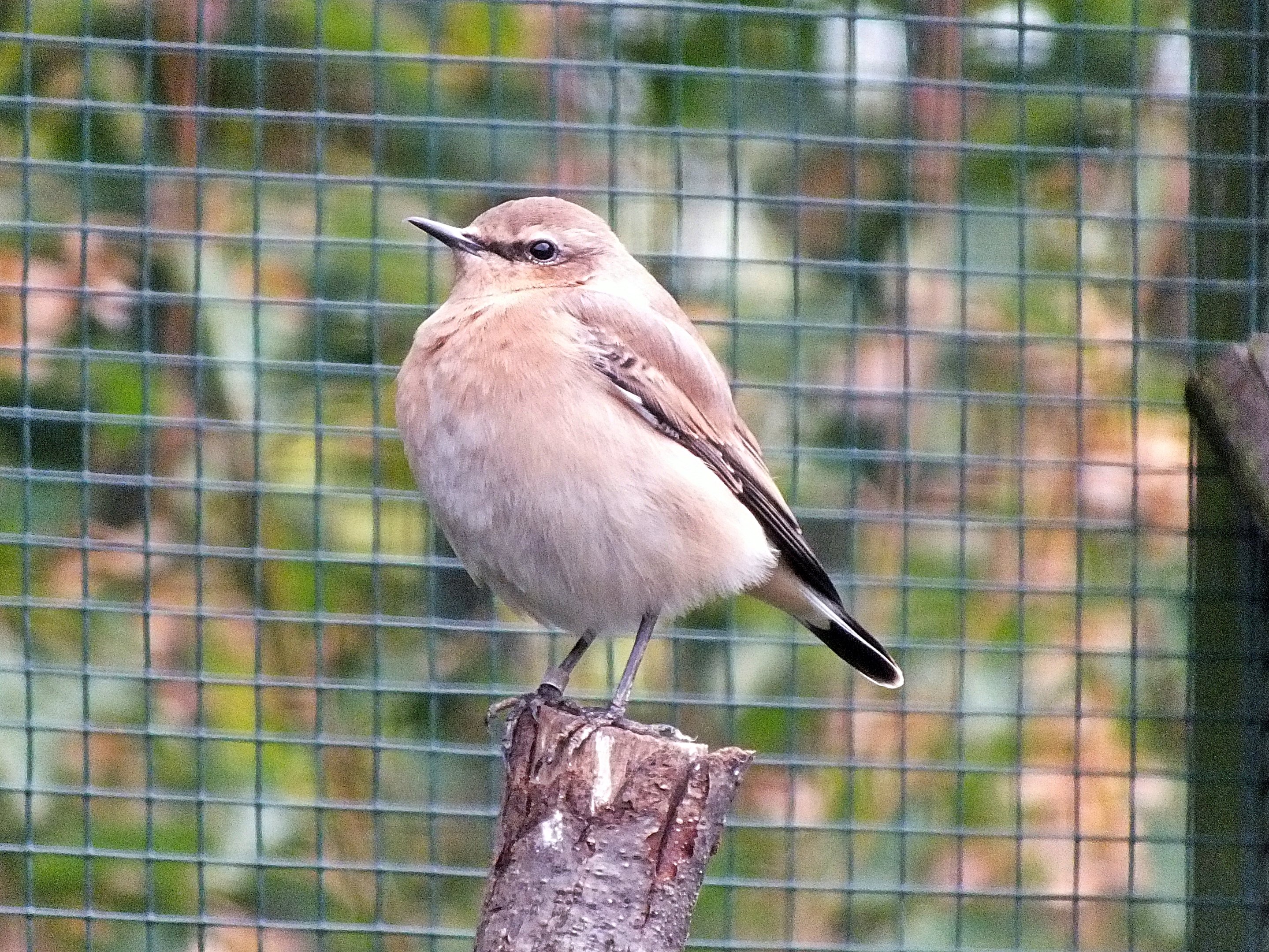 Female northern wheatear