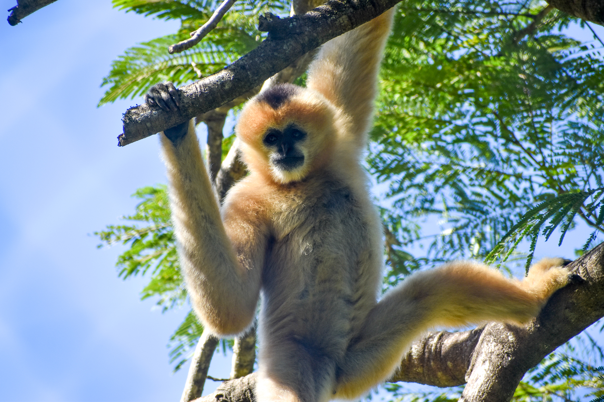 Female Northern White-cheeked Gibbon in tree