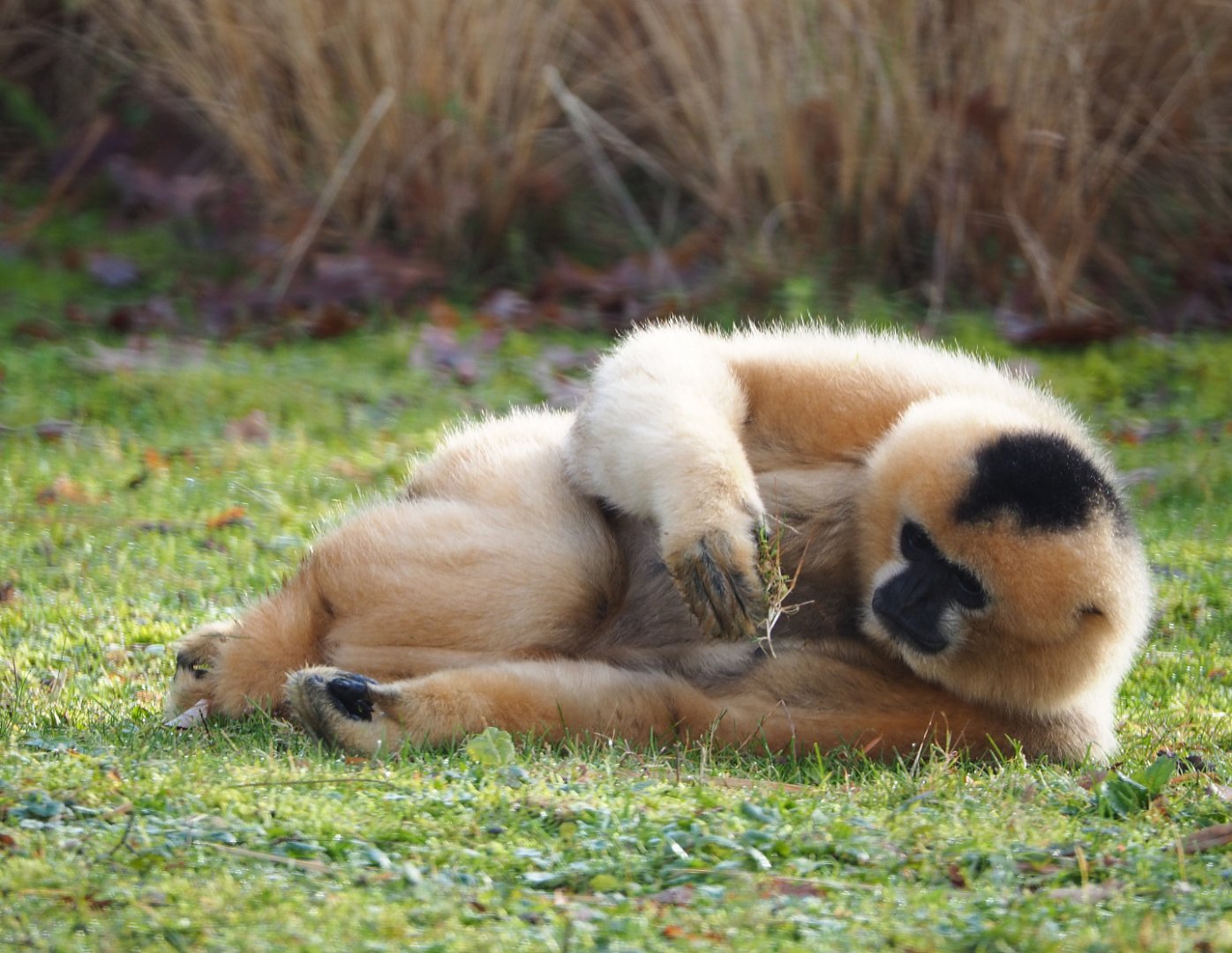 Female Northern white-cheeked Gibbon (Nomascus leucogenys), 2019-12-28