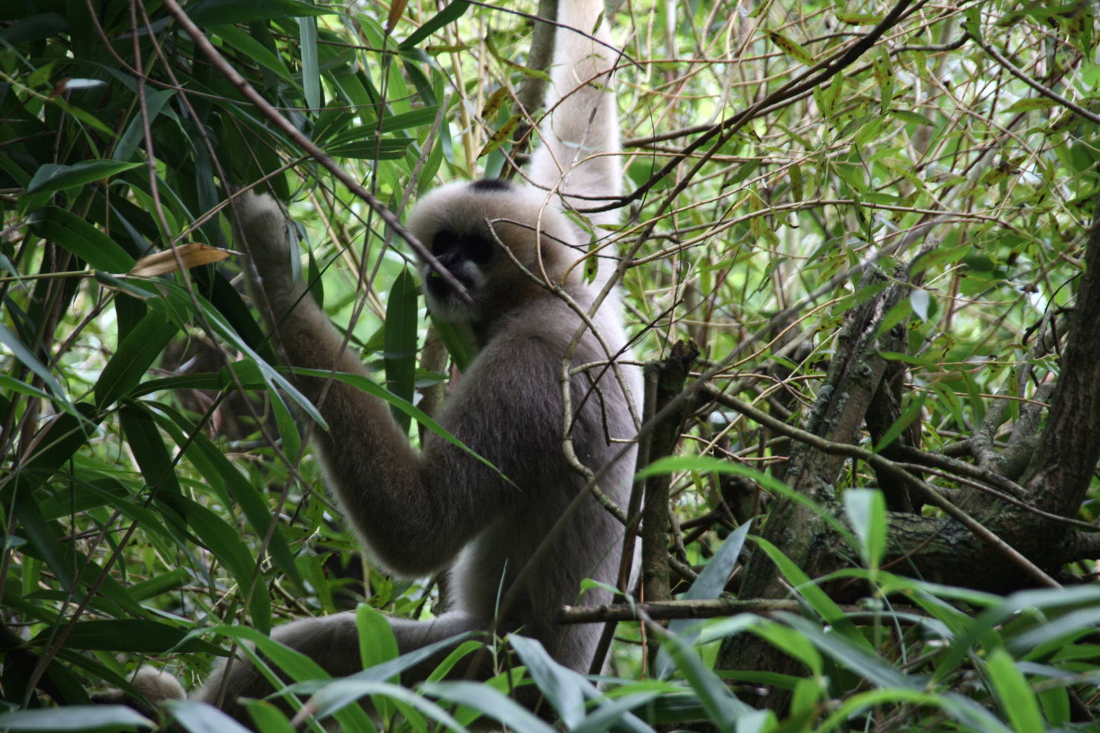 female Northern white-cheeked gibbon