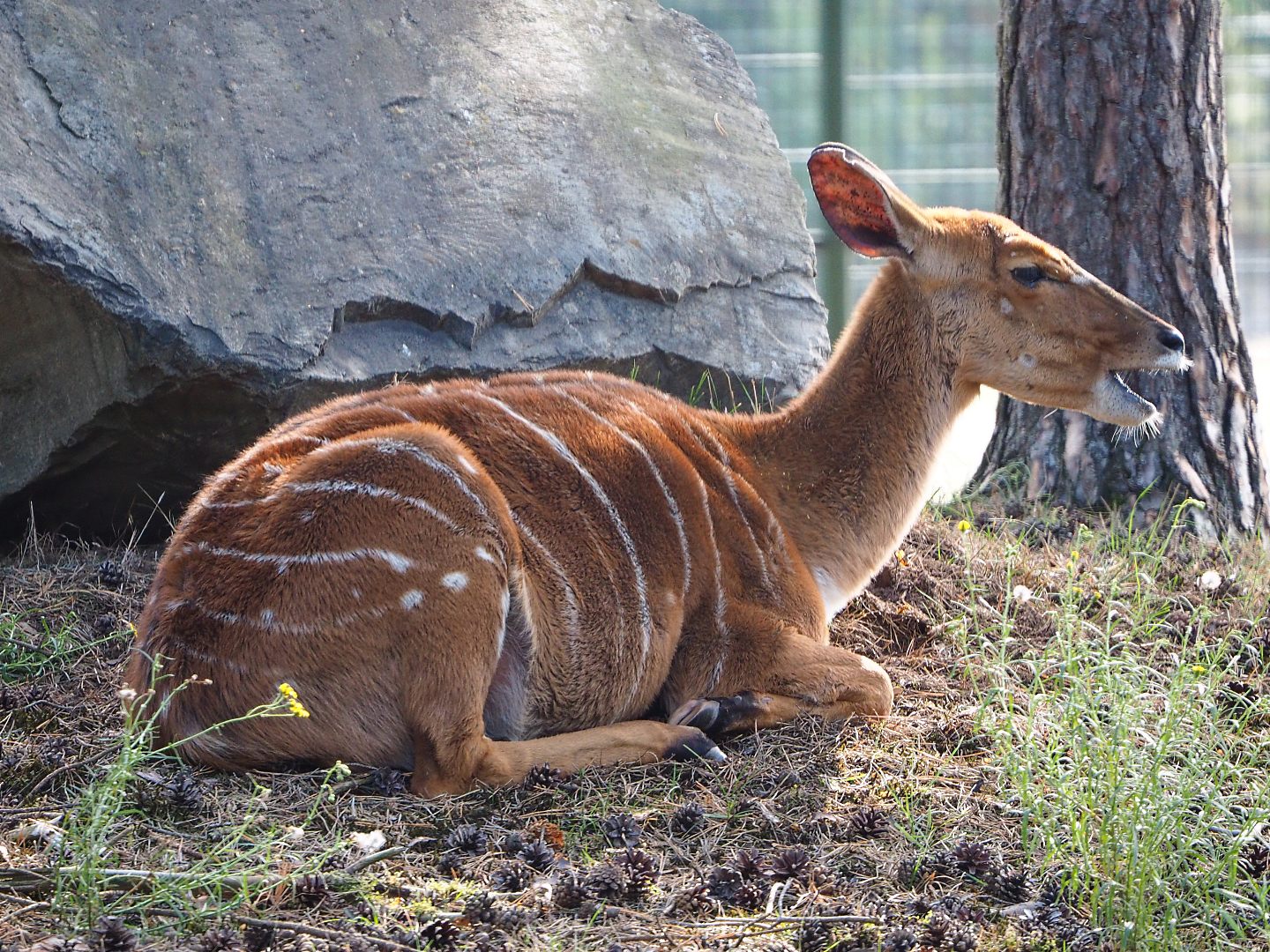Female Nyala (Tragelaphus angasii), 2019-09-15