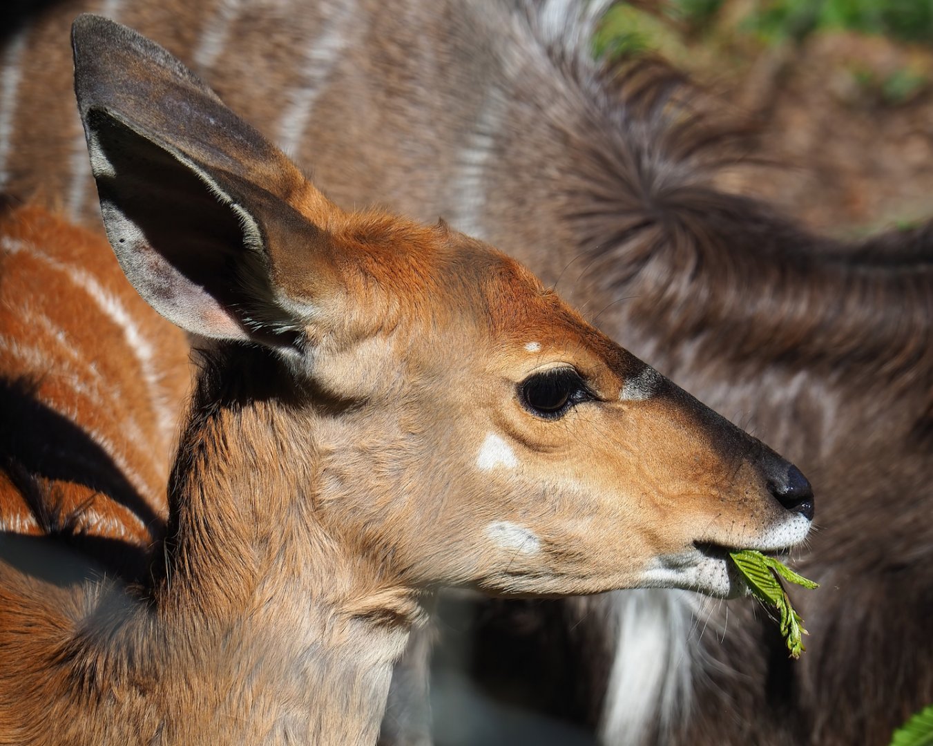 Female Nyala (Tragelaphus angasii), 2023-06-24