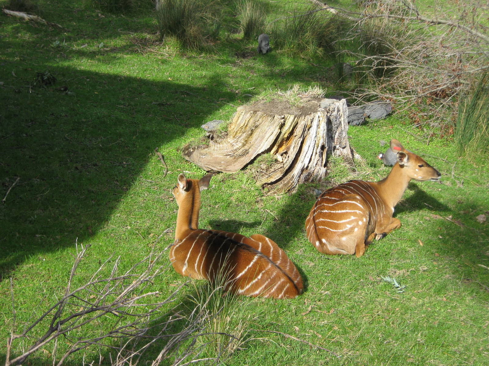 female nyala (Tragelaphus angasii)