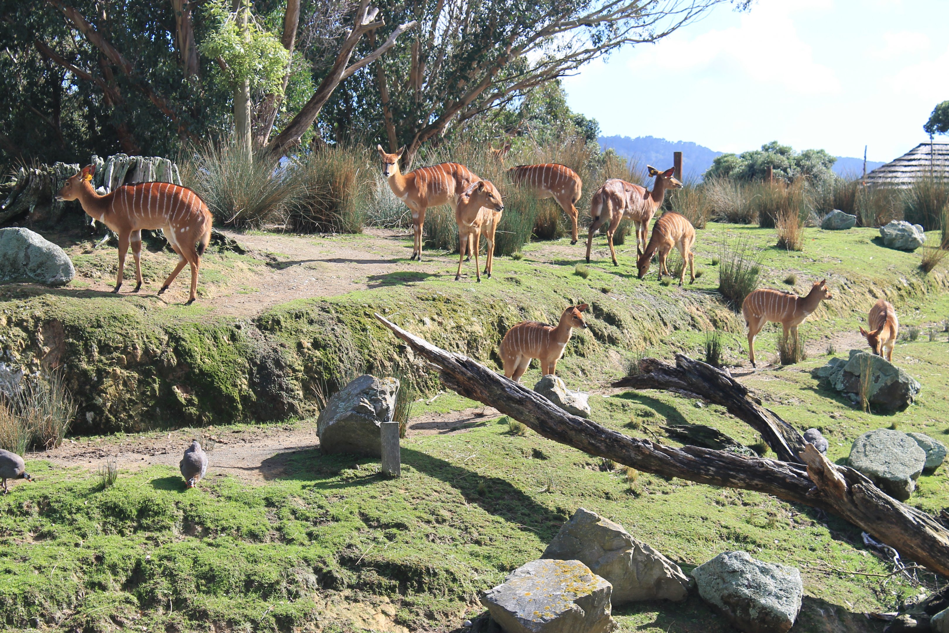 female Nyala (Tragelaphus angasii)