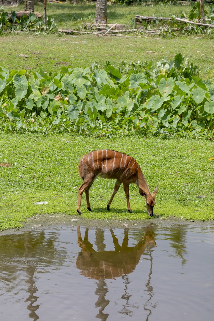 Female Nyala (Tragelaphus angasii)