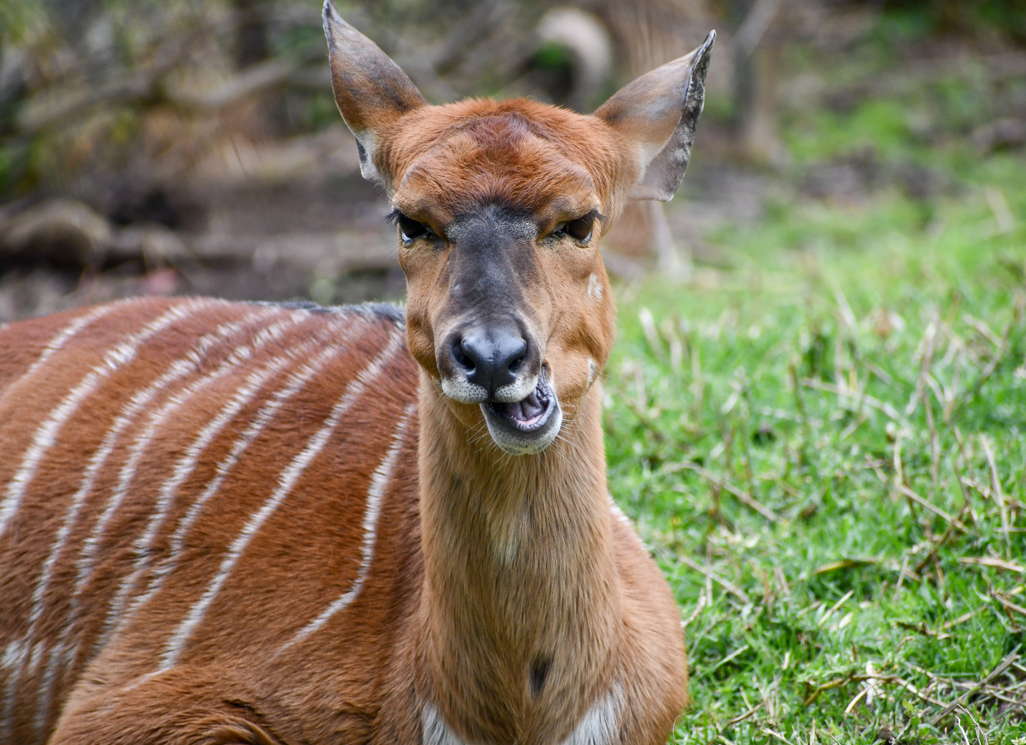 Female Nyala