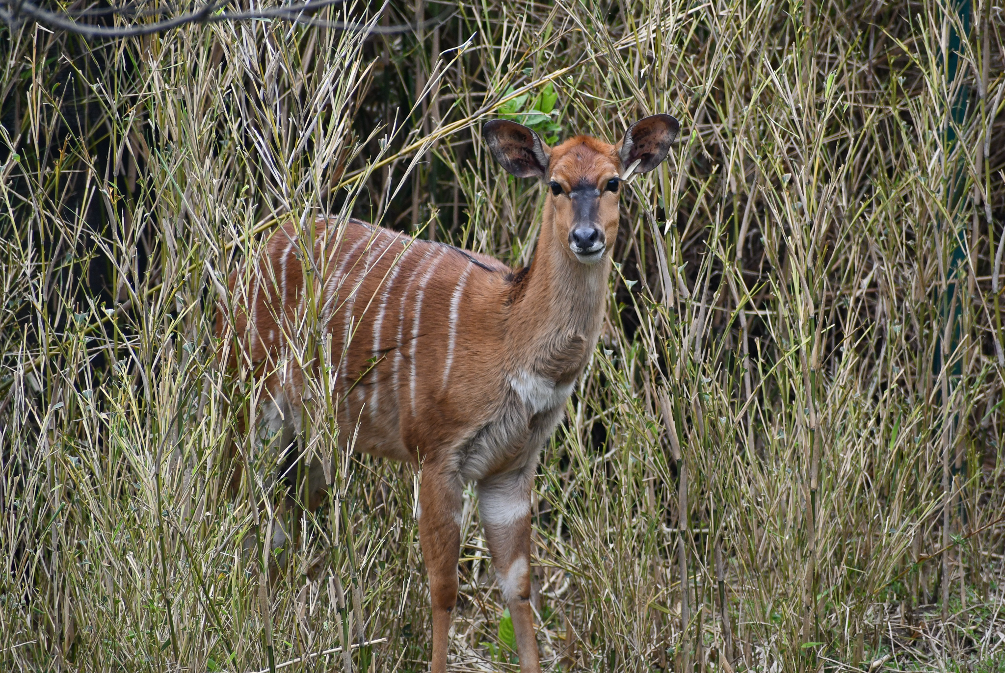 Female Nyala