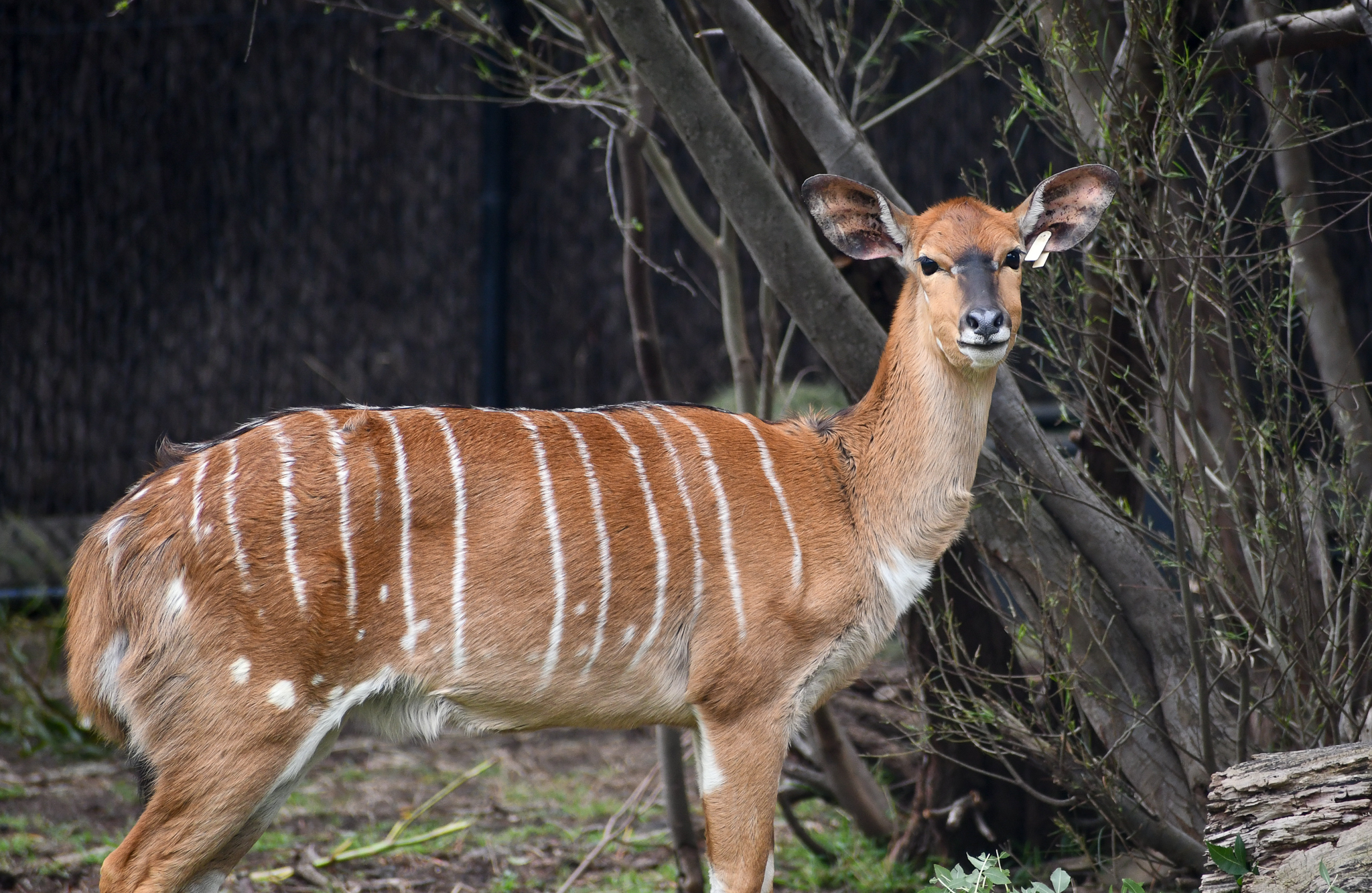 Female Nyala
