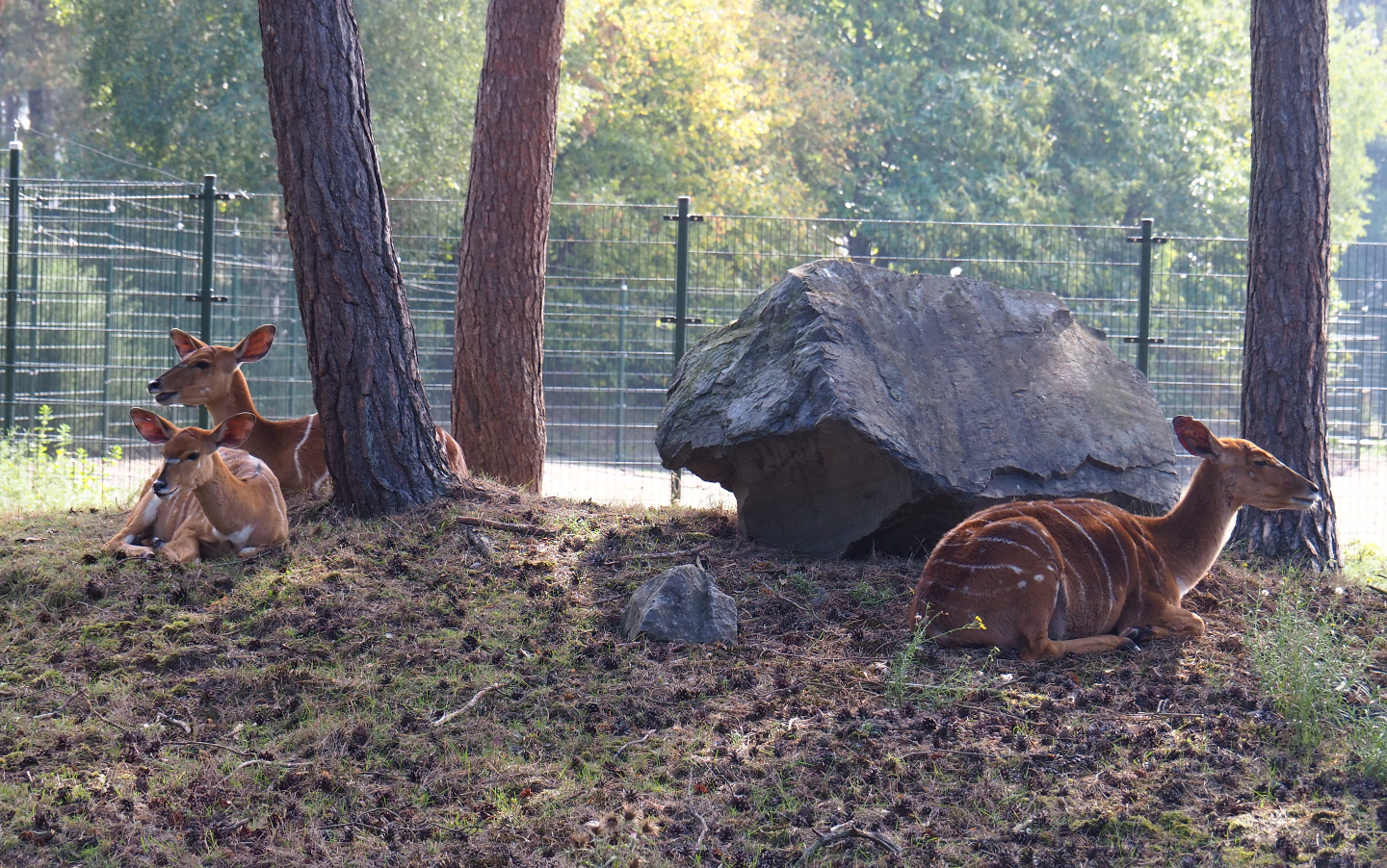 Female Nyalas (Tragelaphus angasii), 2019-09-15