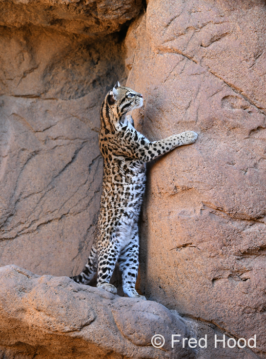 female ocelot standing upright