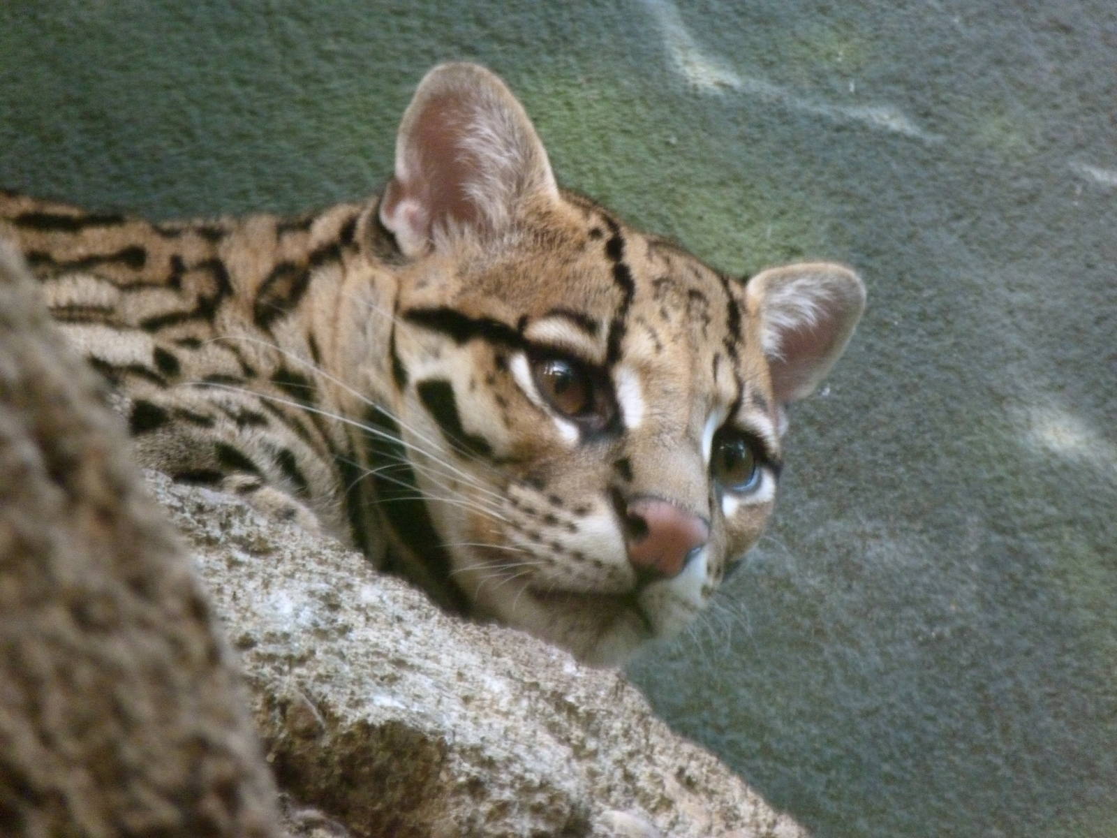Female Ocelot