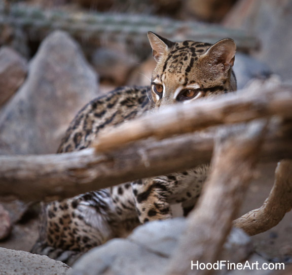 female ocelot