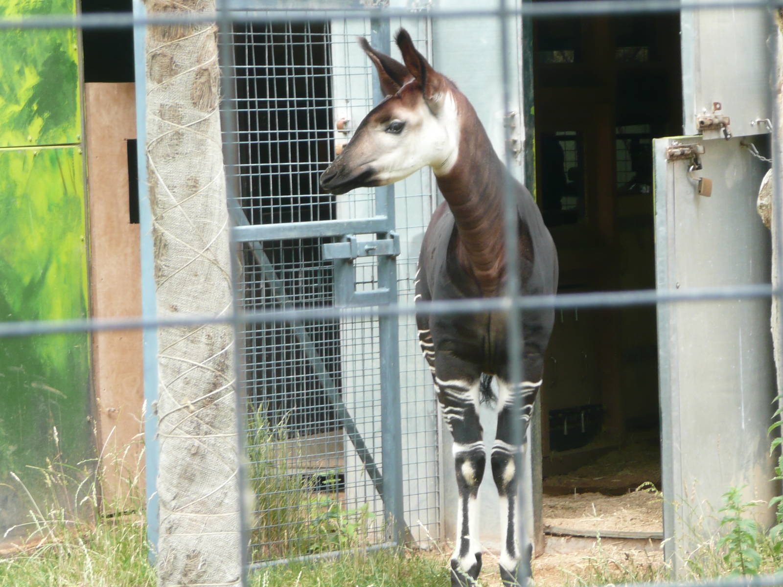 Female Okapi born 2009 - 09.06.2010