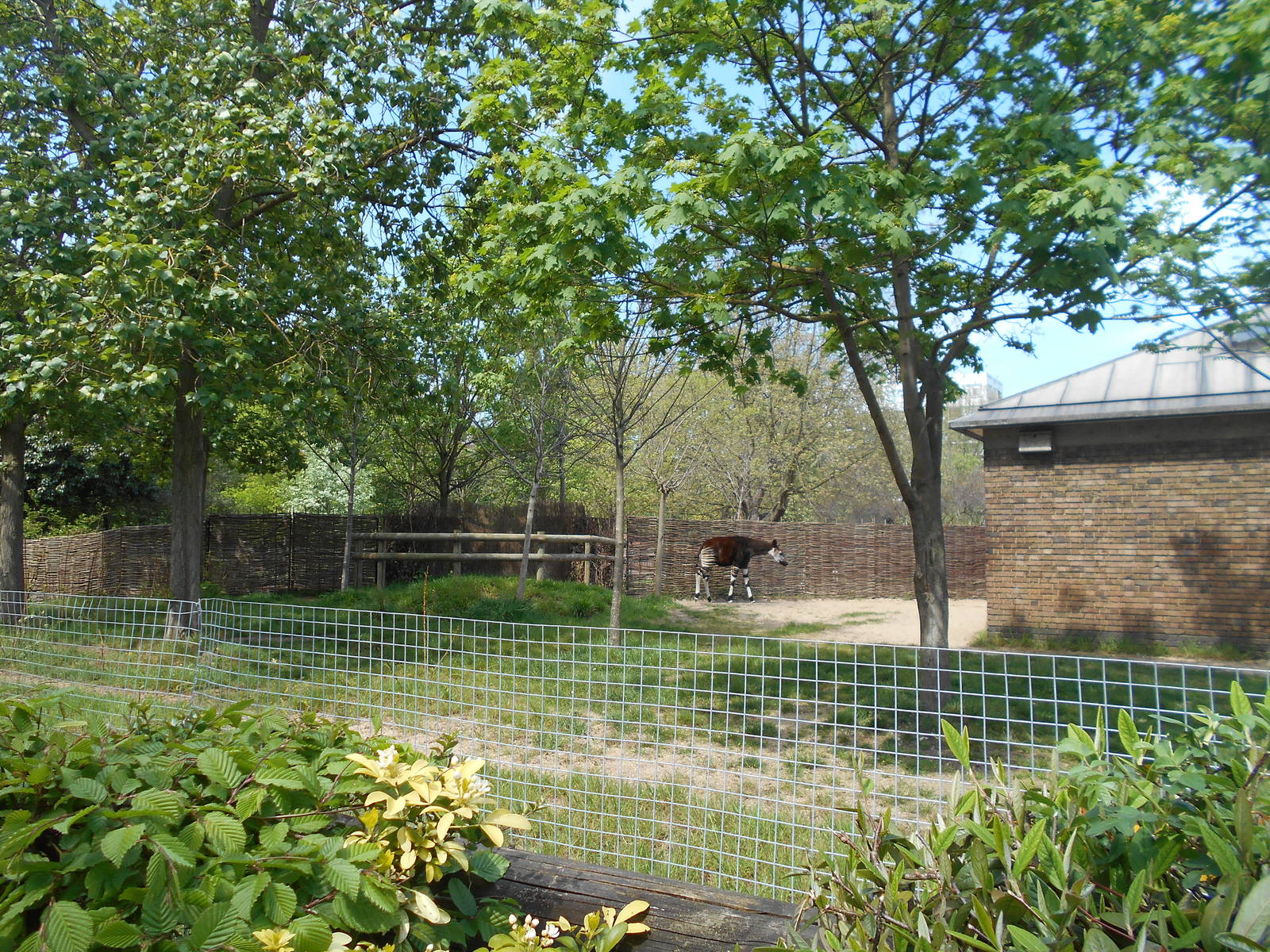 Female Okapi paddock - 8th May 2016