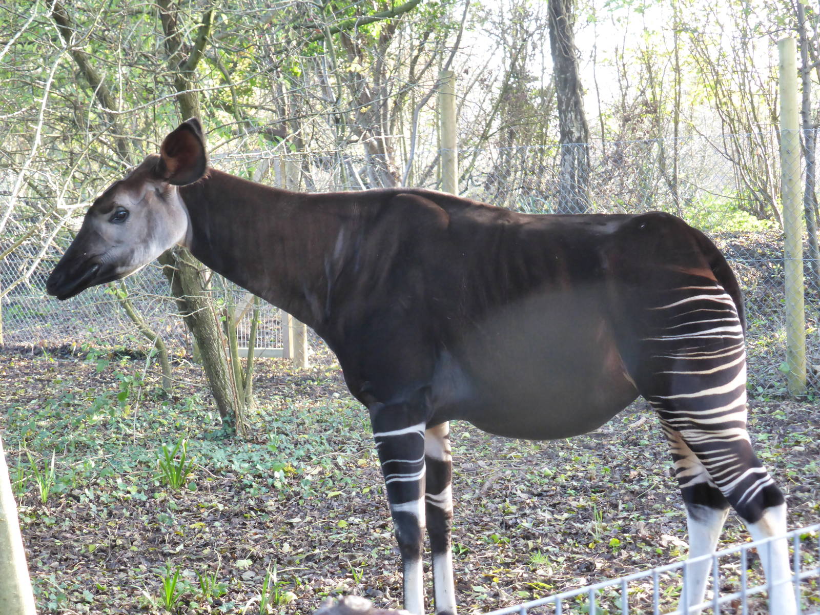 Female okapi
