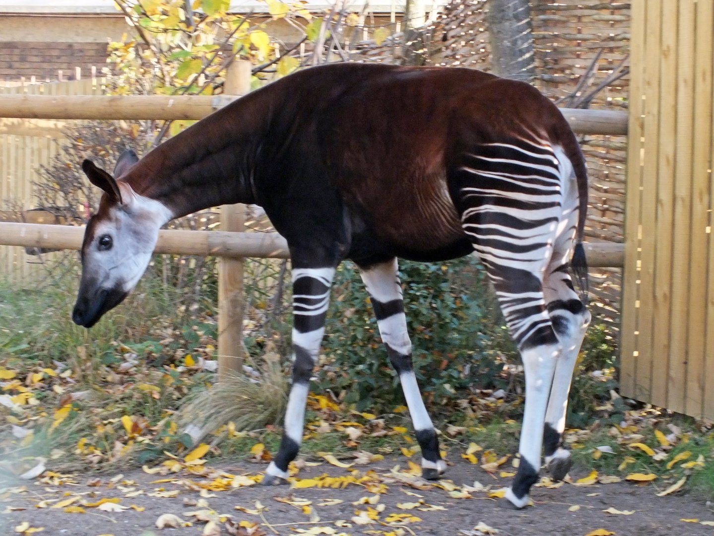 Female okapi