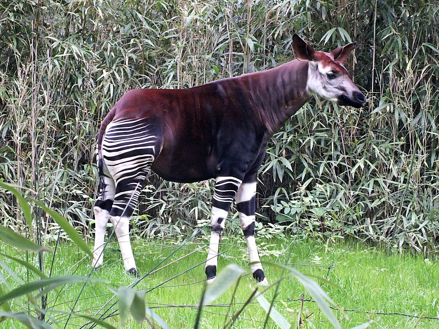 Female okapi