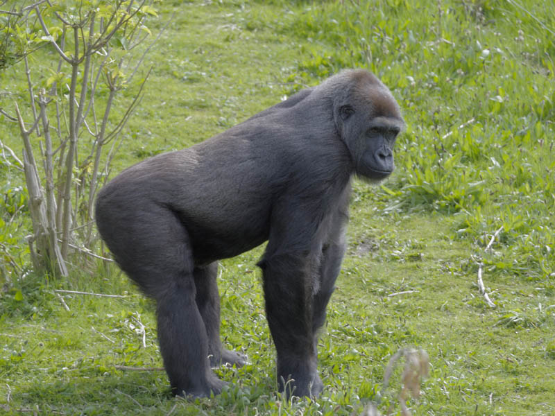 Female on Gorilla Mountain