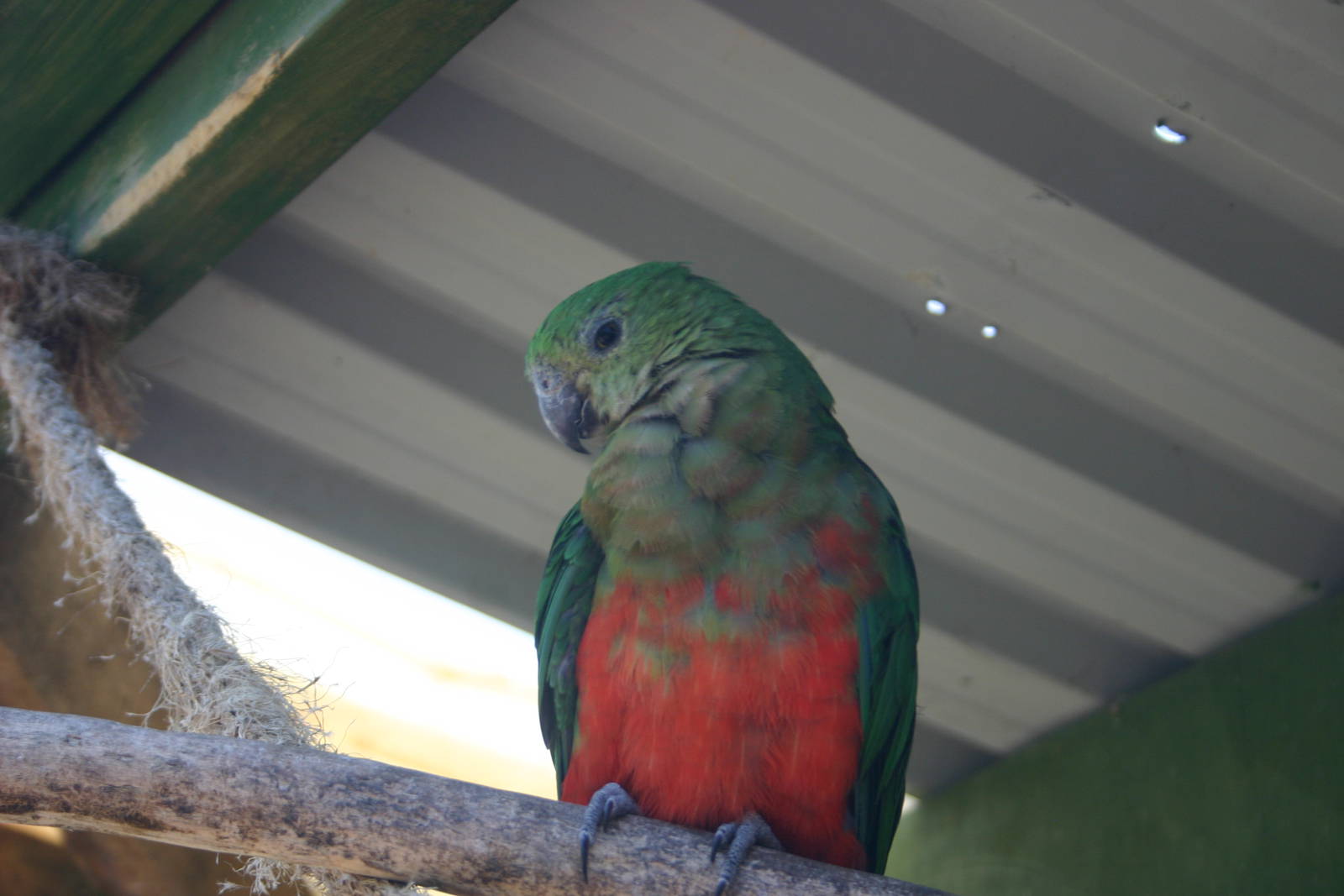 Female (or possibly Juvenile Male...) Australian King Parrot - Parrot Place