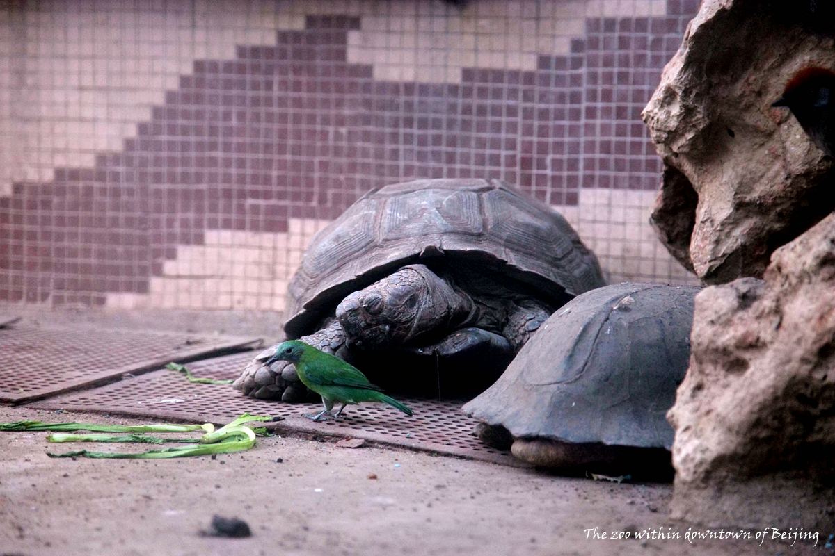 Female orange-bellied leafbird before tortoises