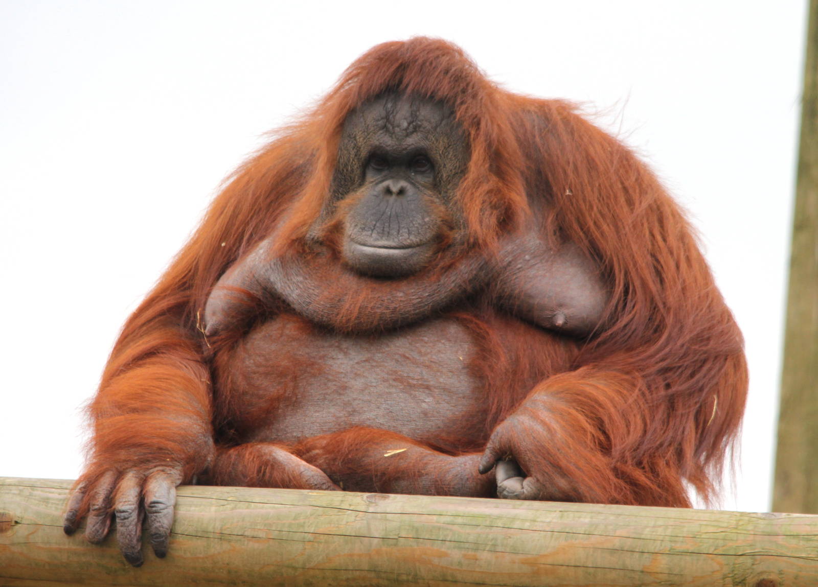 Female Orangutan 16-8-14