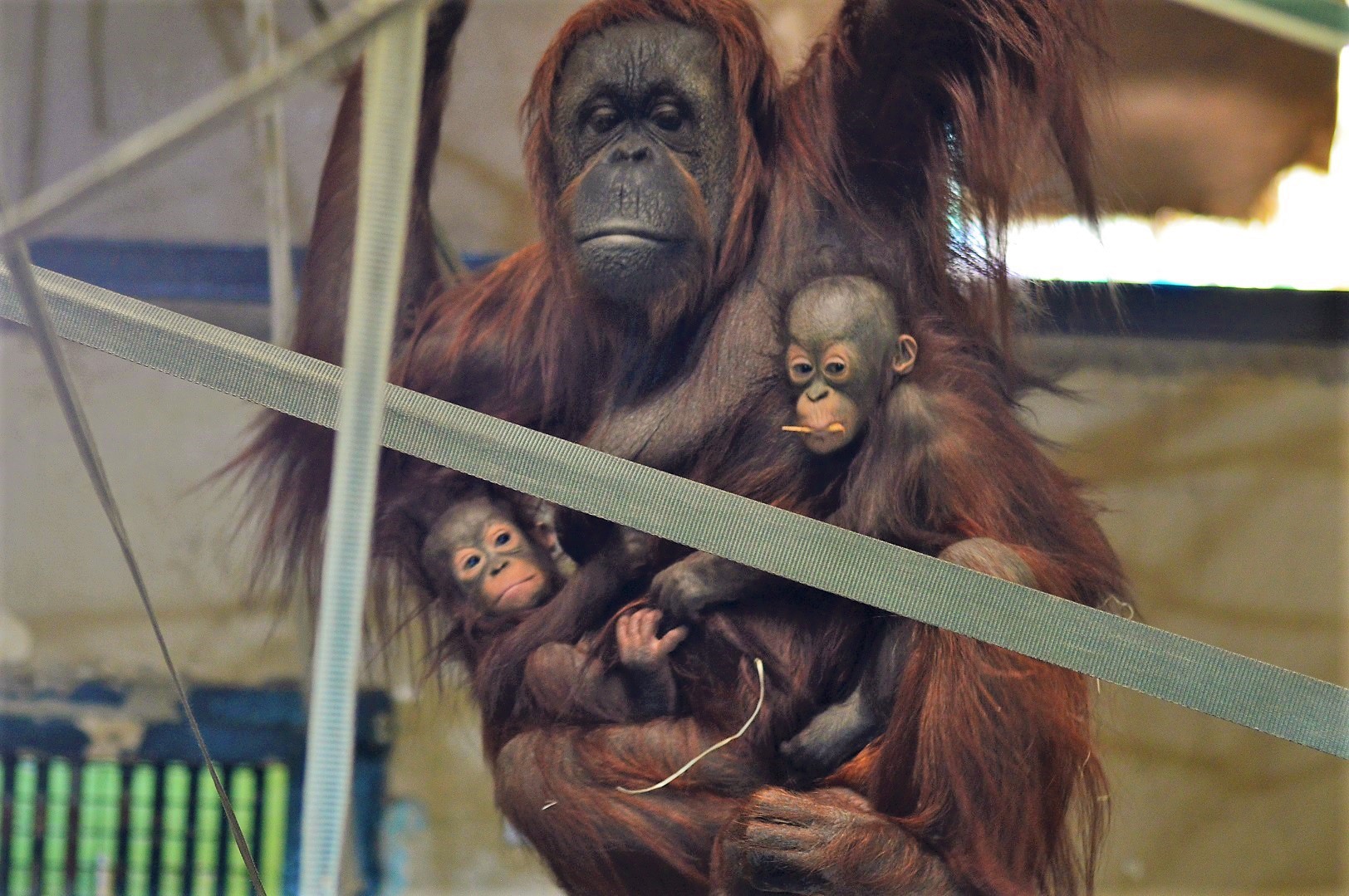 Female orangutan carrying her son and grandson.