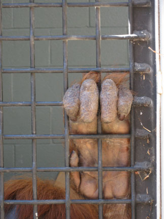 female orangutan hand