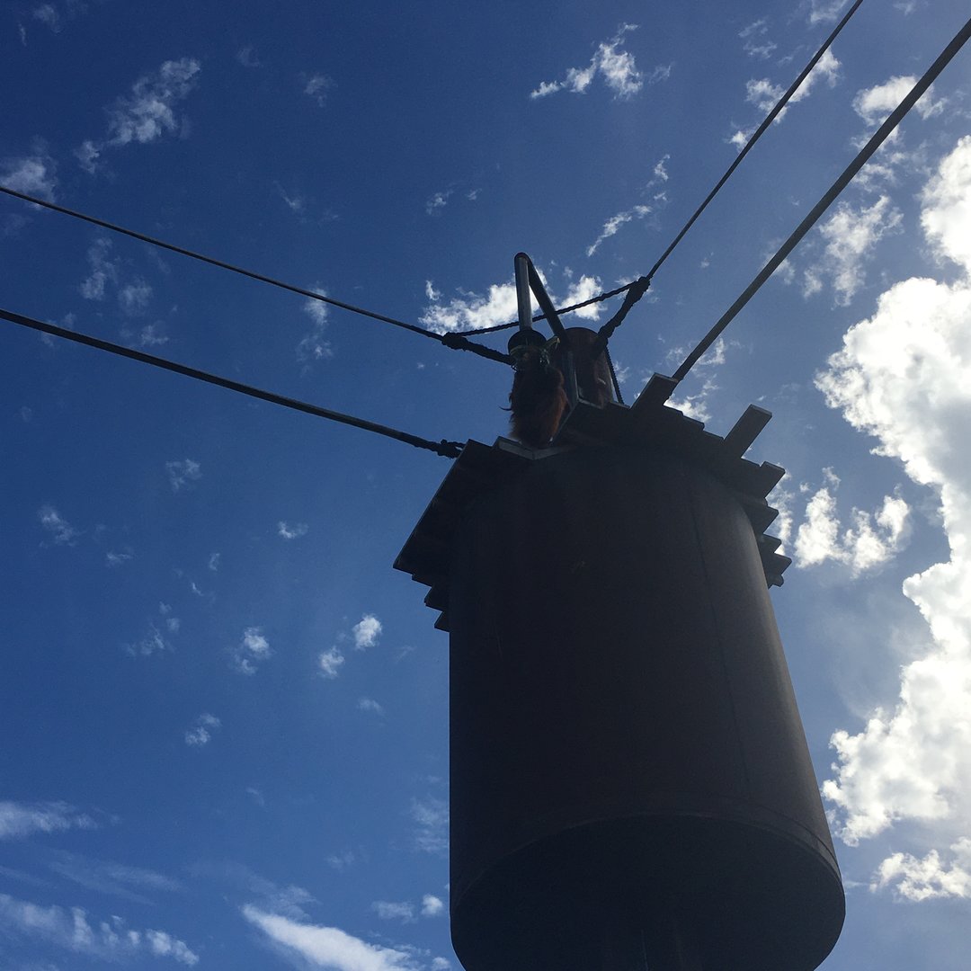 Female orangutan on aerial pathway
