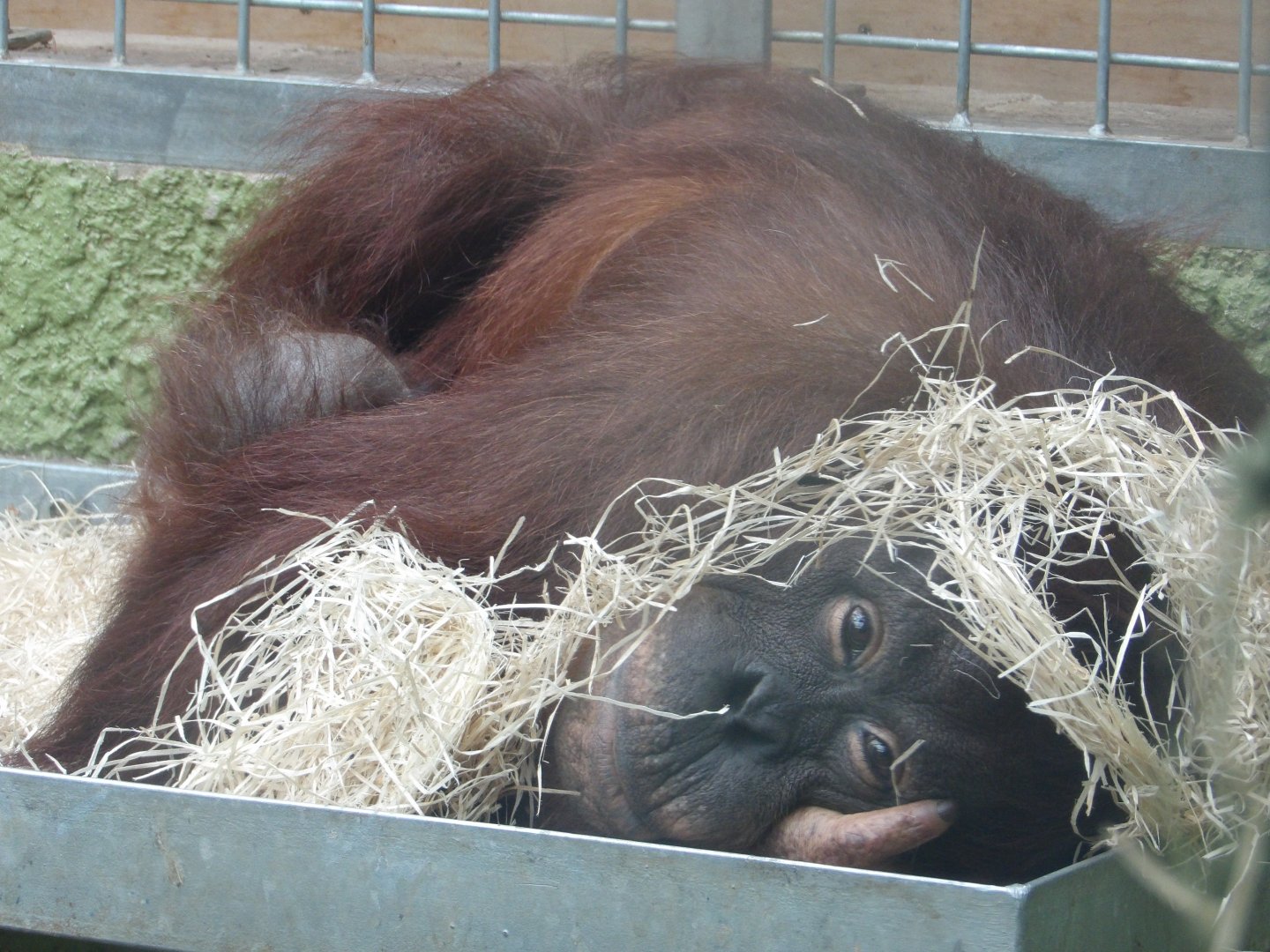Female Orangutan With Newborn