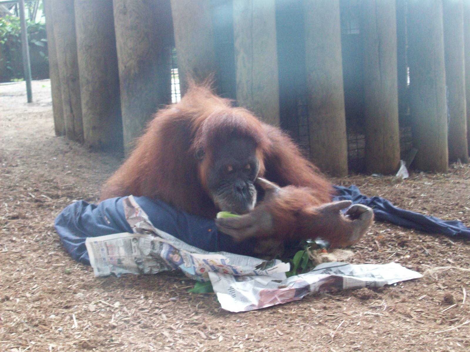 Female Orangutan