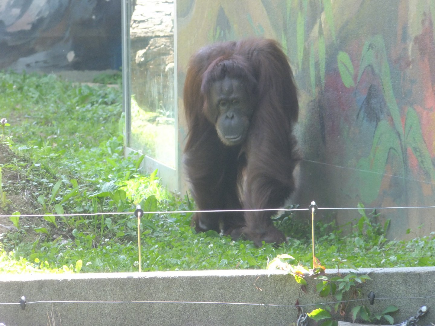 Female orangutan