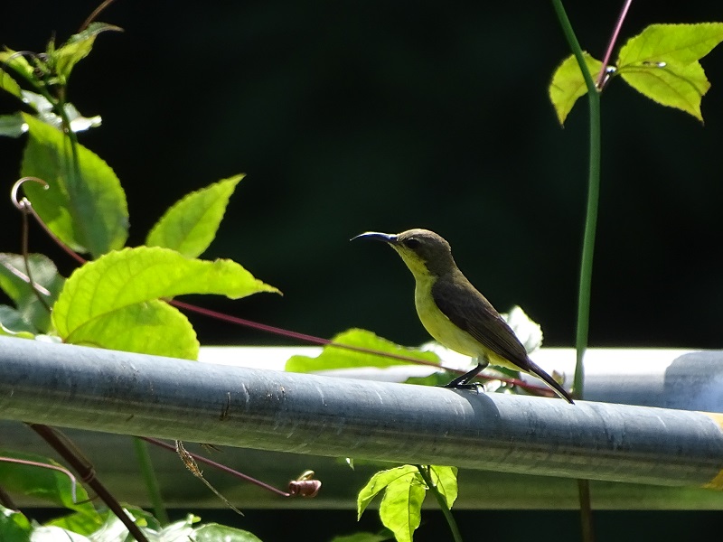 Female ornate sunbird (Cinnyris ornatus flammaxillaris)