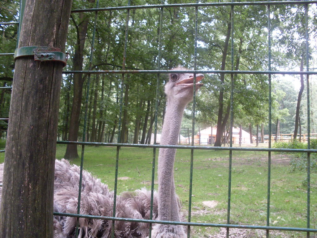Female ostich and  the ostrich outdoor exhibit