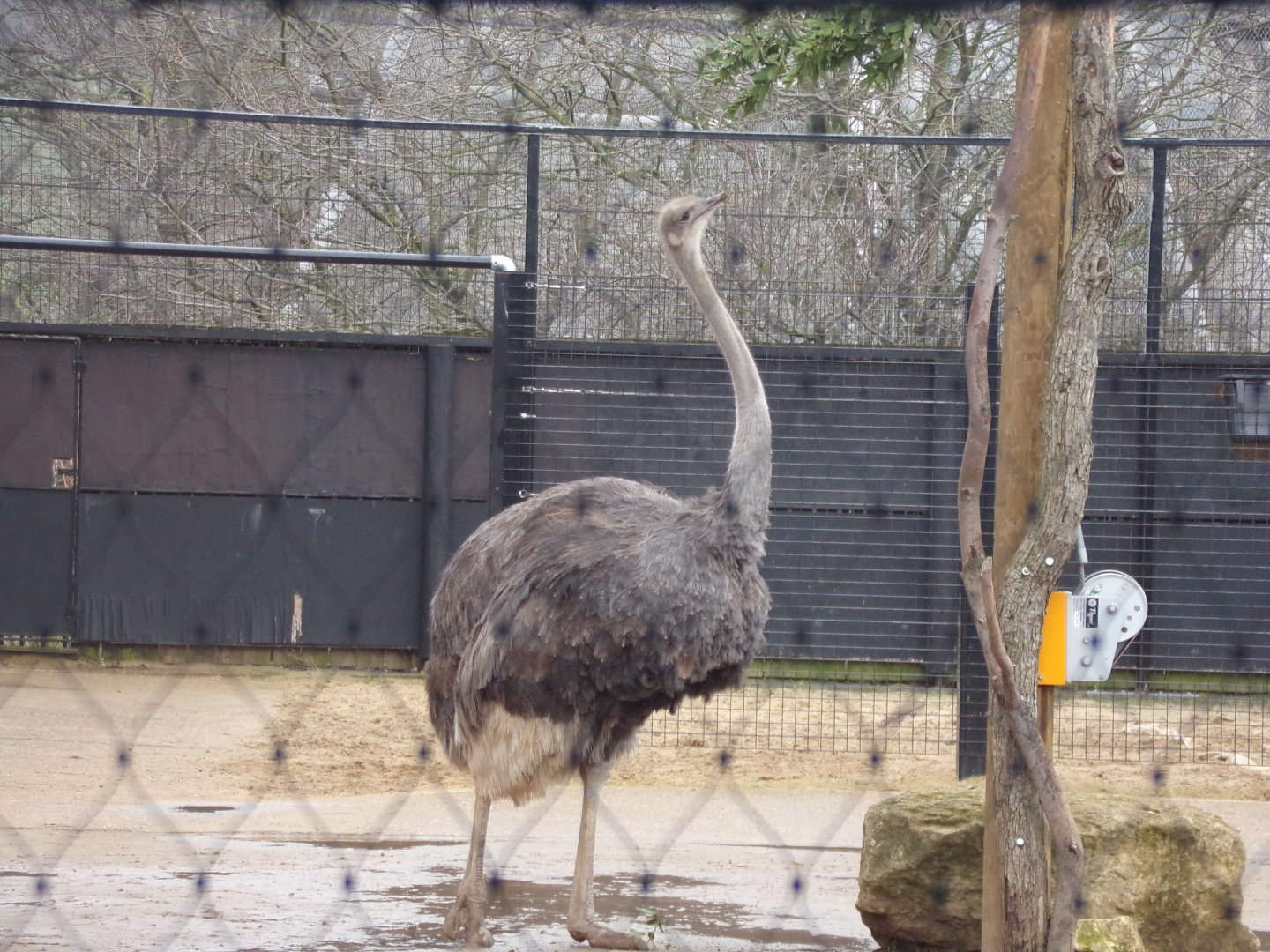 Female ostrich 11.2.25