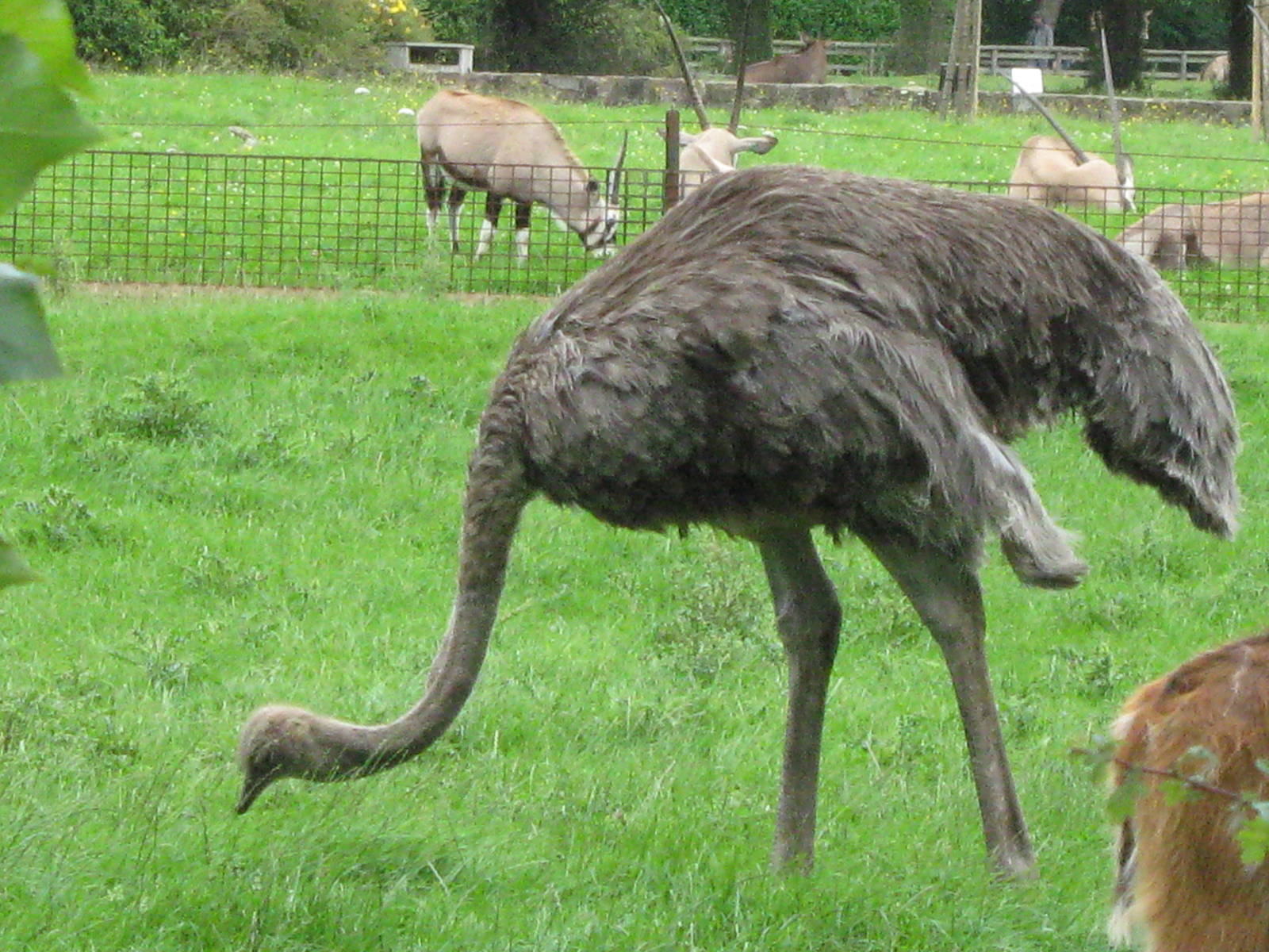 Female ostrich 3.8.09