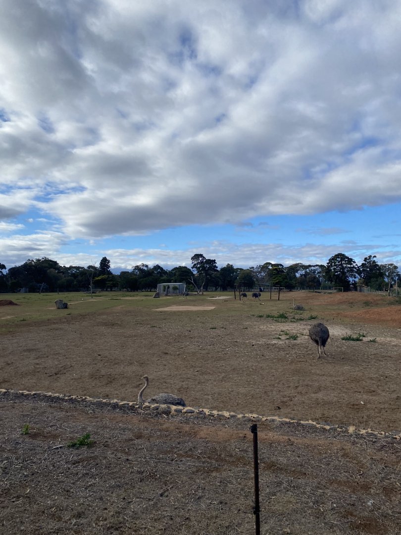 Female Ostrich Enclosure