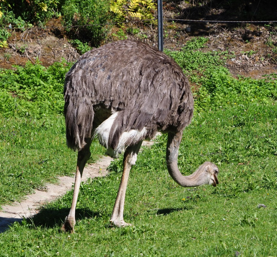Female ostrich (Struthio camelus), 2020-07-21
