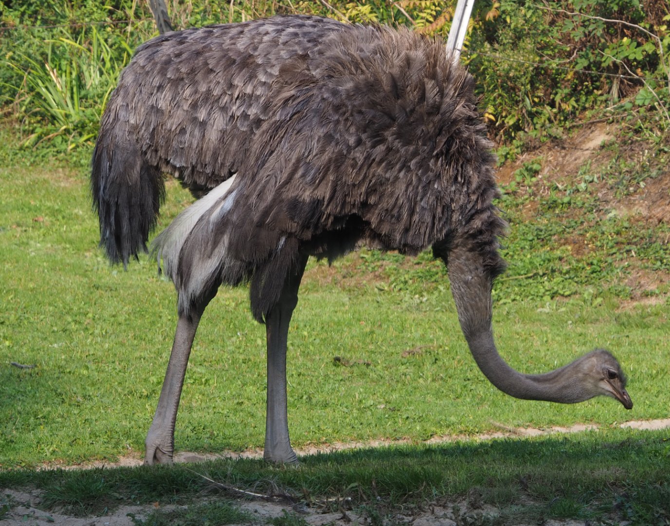 Female Ostrich (Struthio camelus), 2020-09-16
