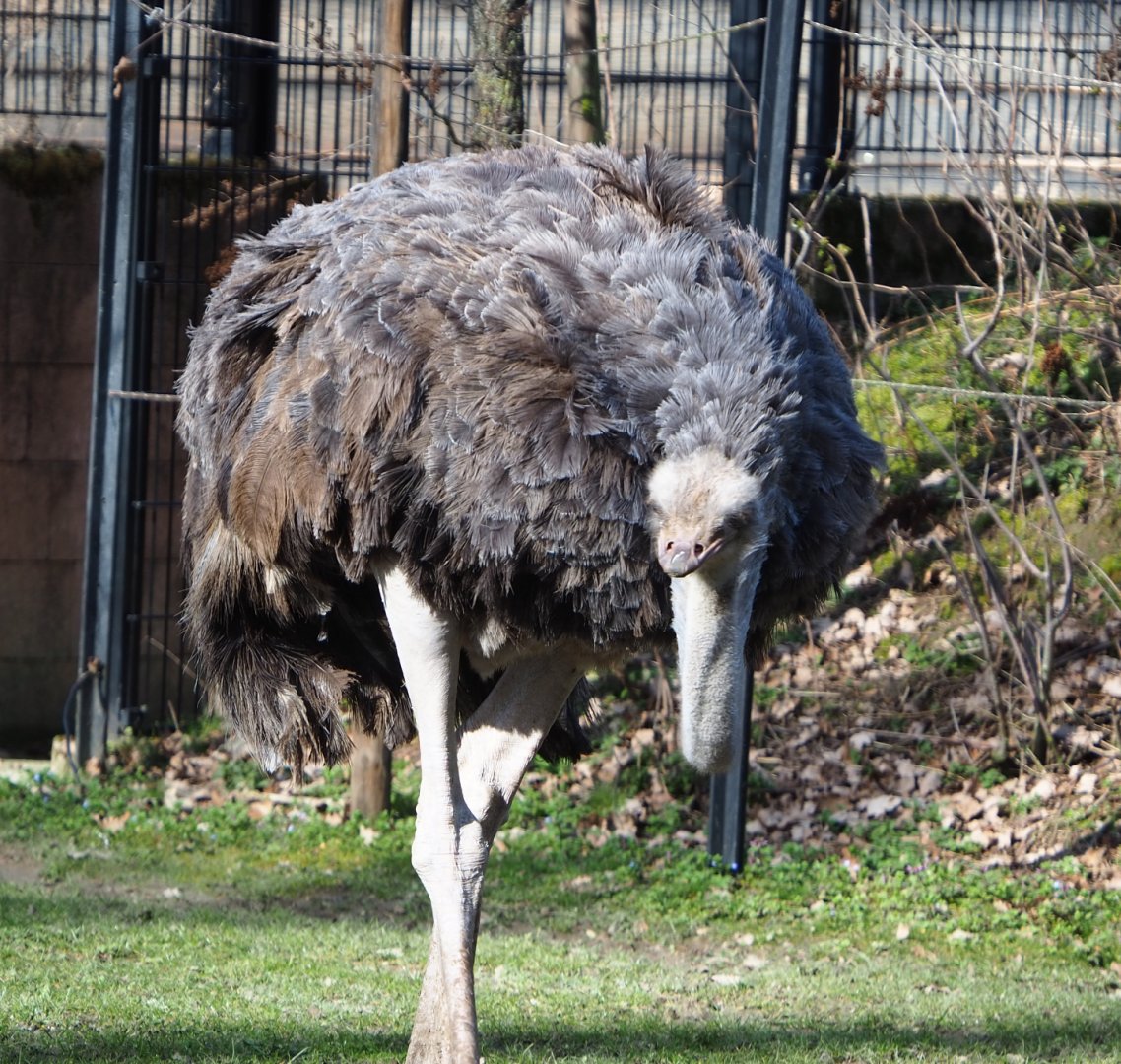 Female Ostrich (Struthio camelus), 2021-02-23