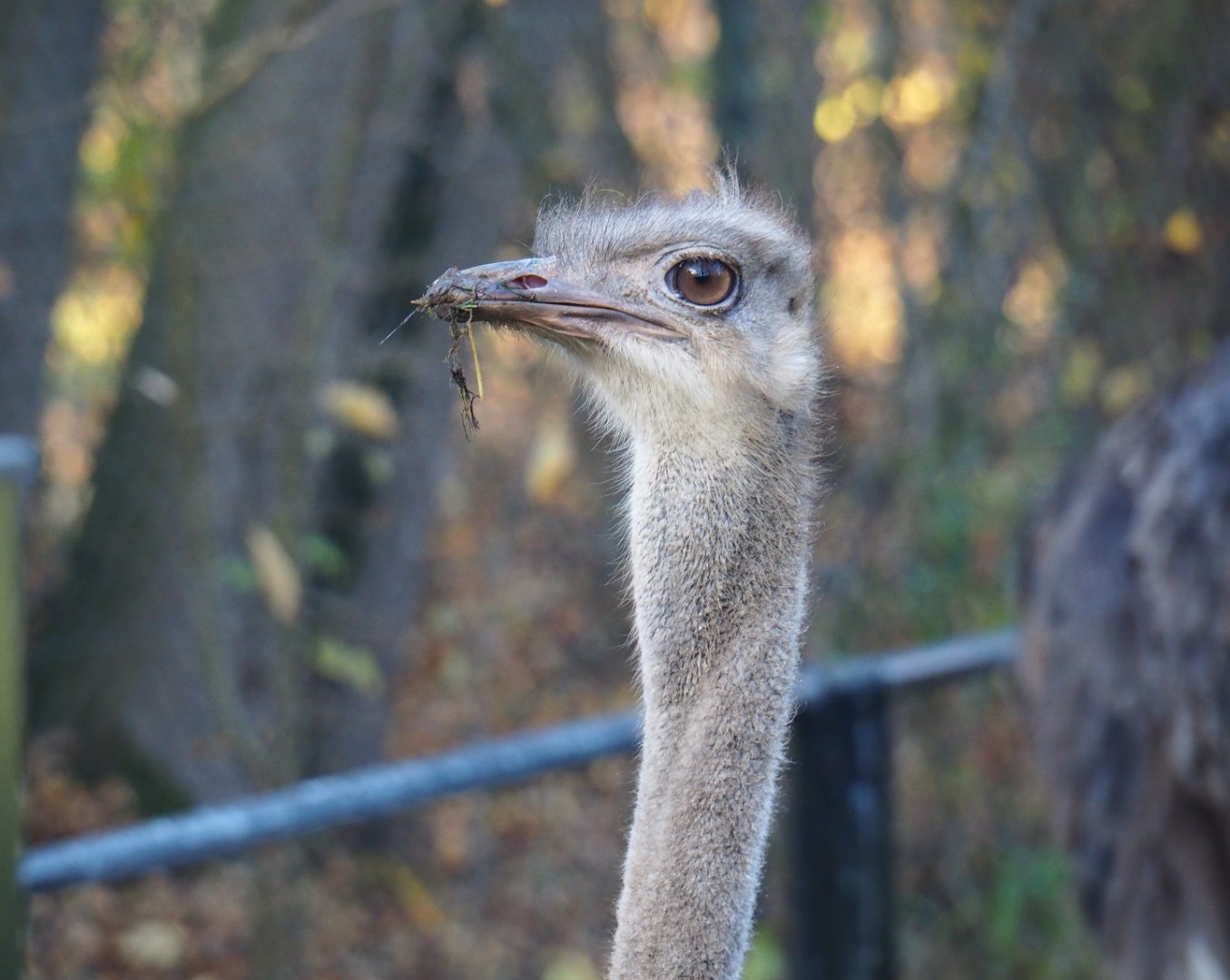 Female Ostrich (Struthio camelus), Nov 18th, 2018
