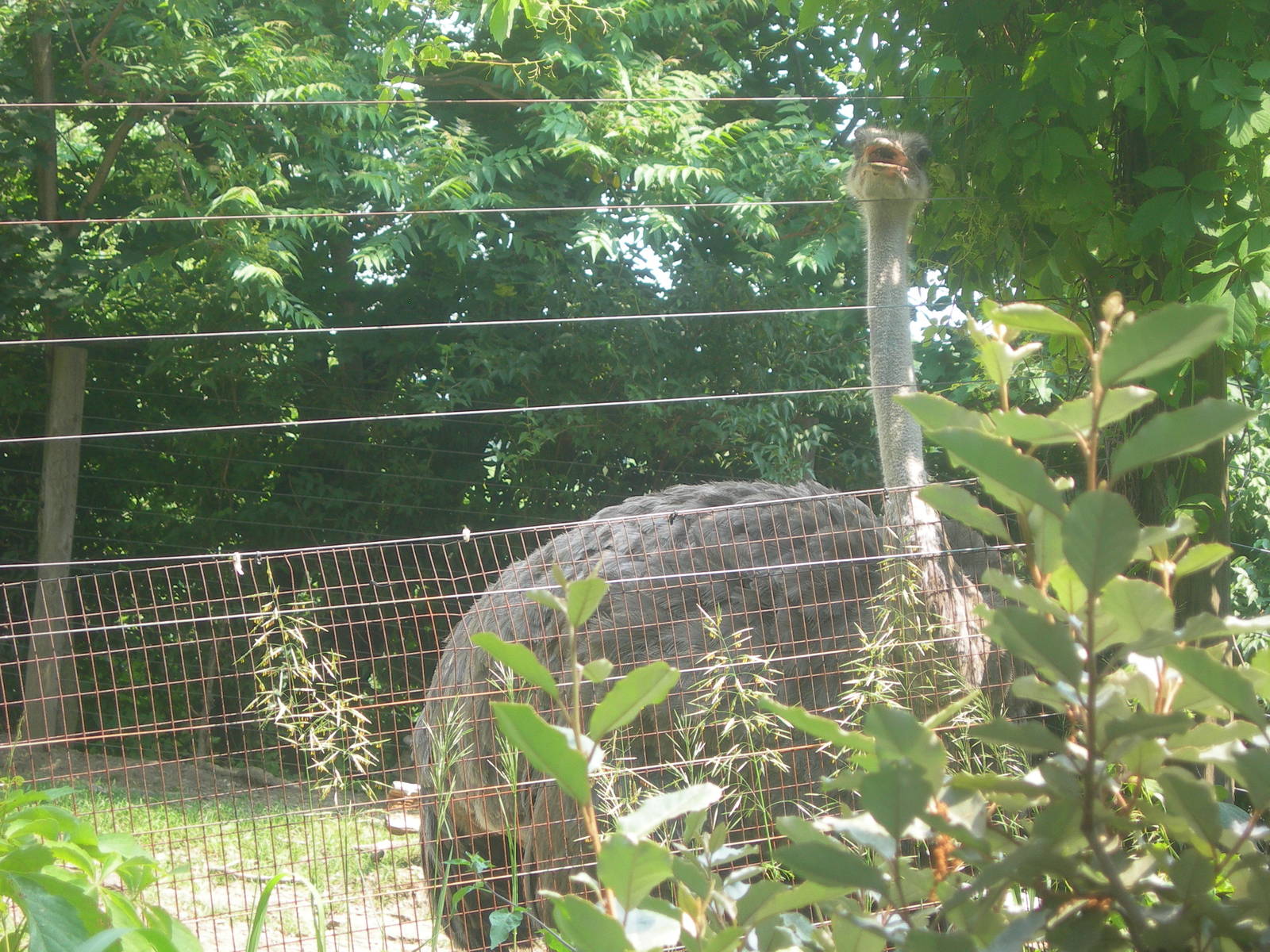 Female Ostrich up close &amp; personal