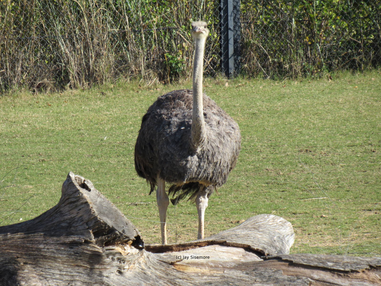Female Ostrich